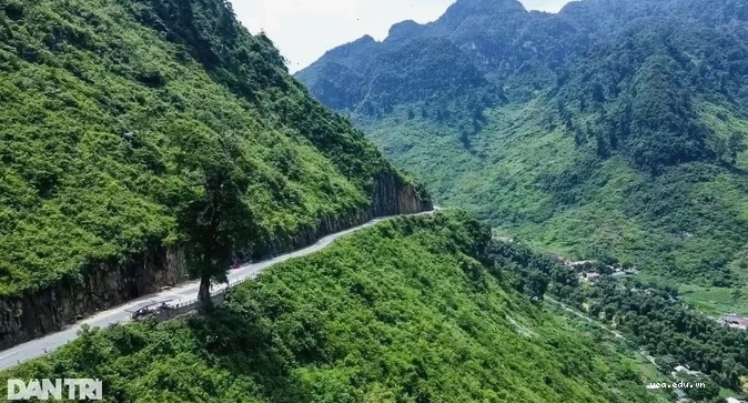 Cây cô đơn Hà Giang nằm ven quốc lộ 4C tại xã Cán Tỷ, Quản Bạ