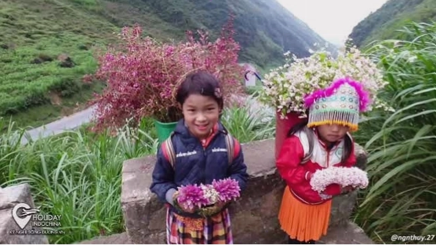 Cây cô đơn Hà Giang nổi bật giữa khung cảnh núi đá