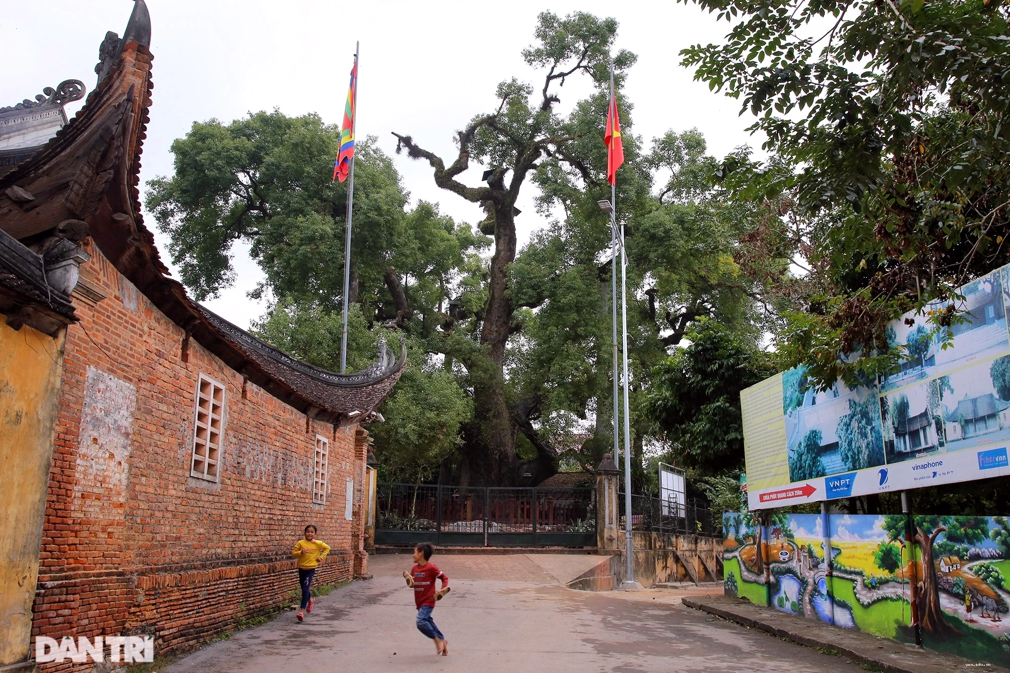 Cây dã hương nhìn từ xa với khung cảnh thanh bình của làng quê