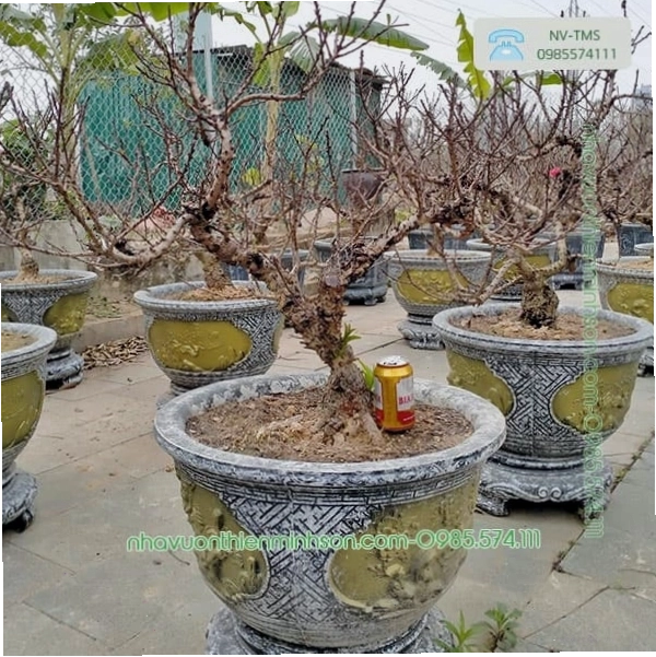 Cây đào thất thốn cổ thụ tại vườn Nhật Tân
