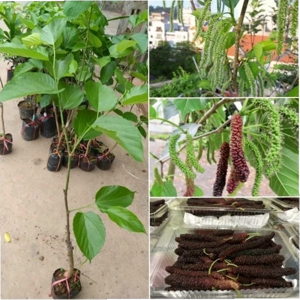 Cây dâu Đài Loan cao khoảng 60-70cm