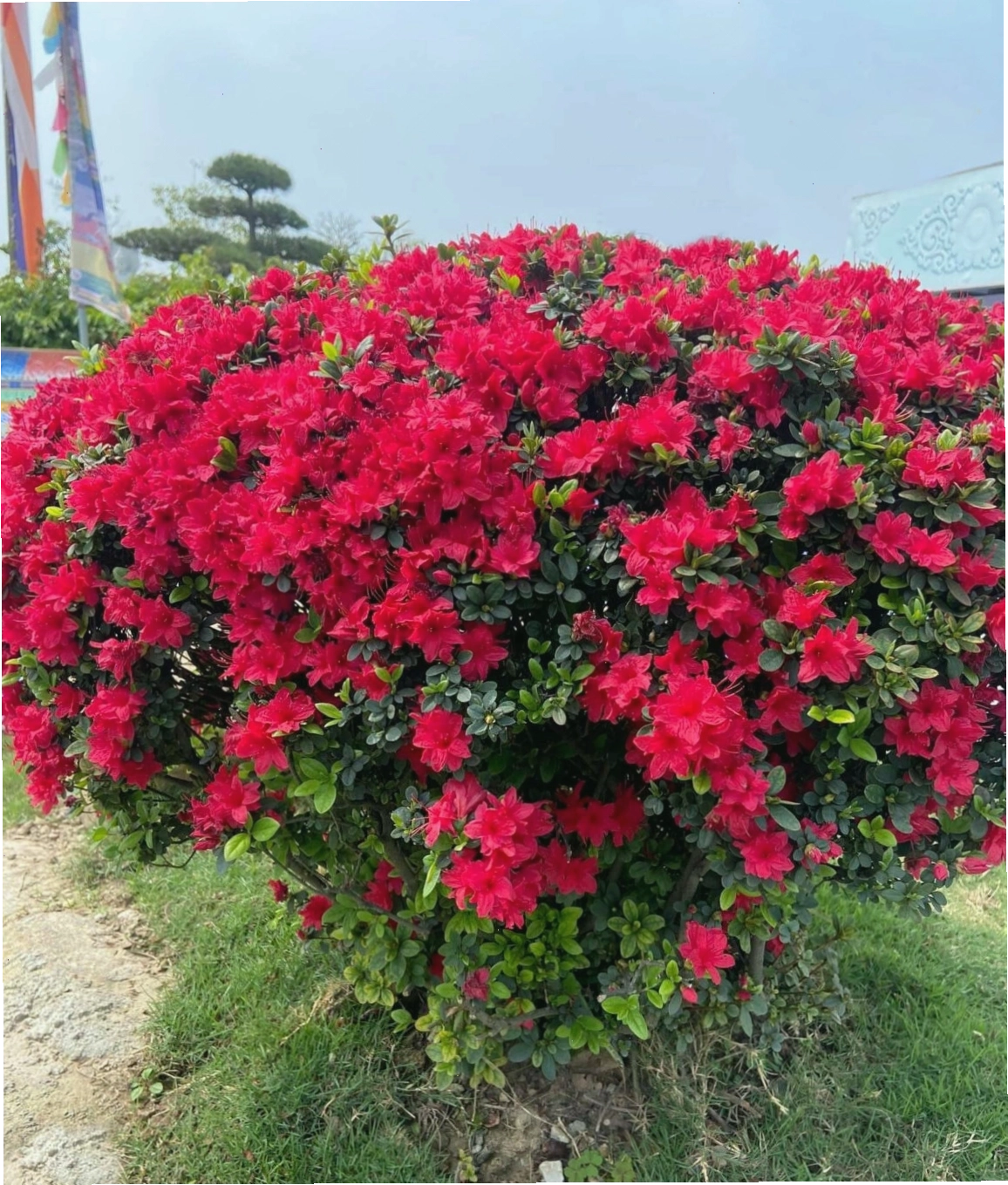 Cây đỗ quyên Nhật Bản với những nụ hoa chúm chím sẵn sàng khoe sắc