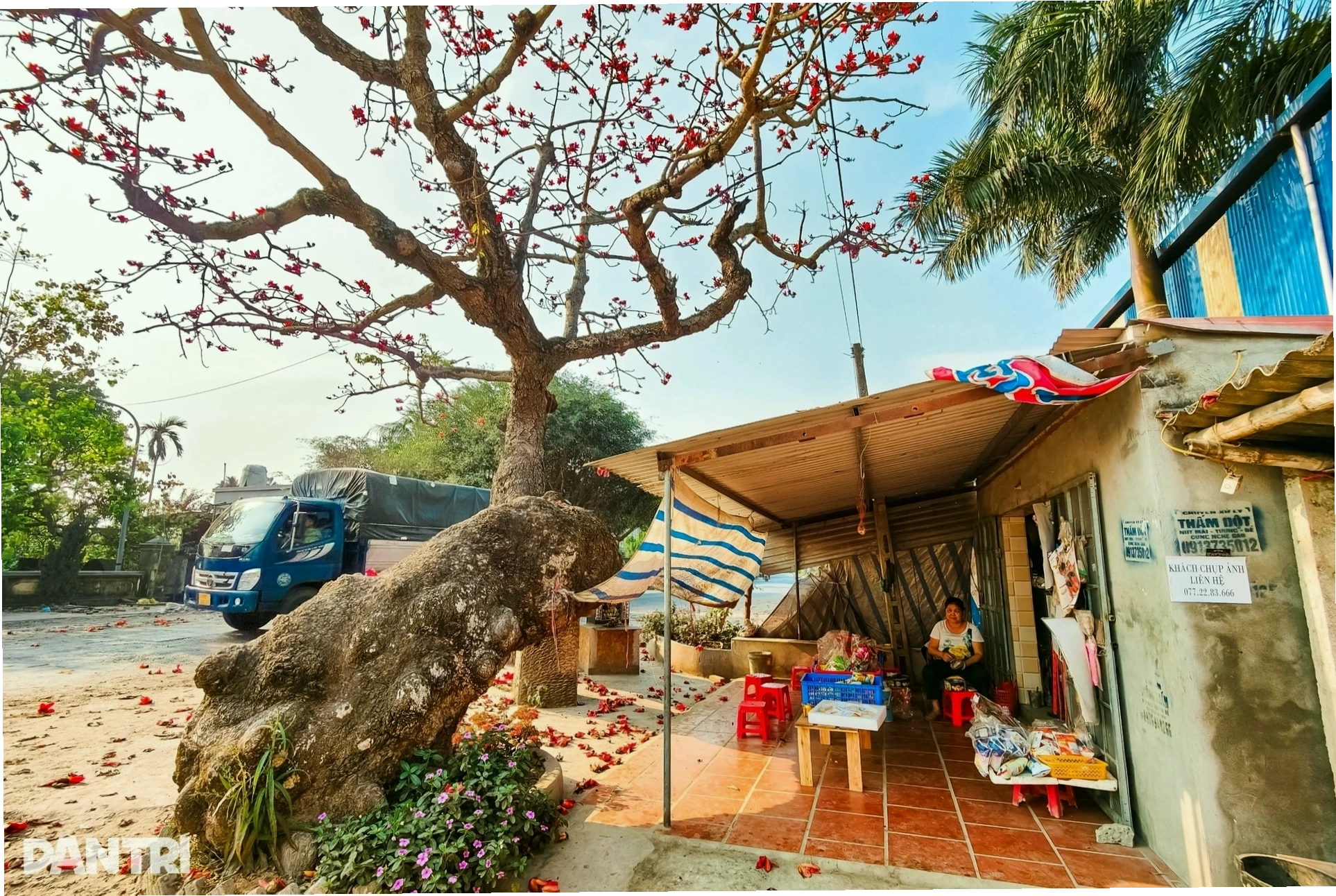 Cây gạo cổ thụ bung hoa rực rỡ