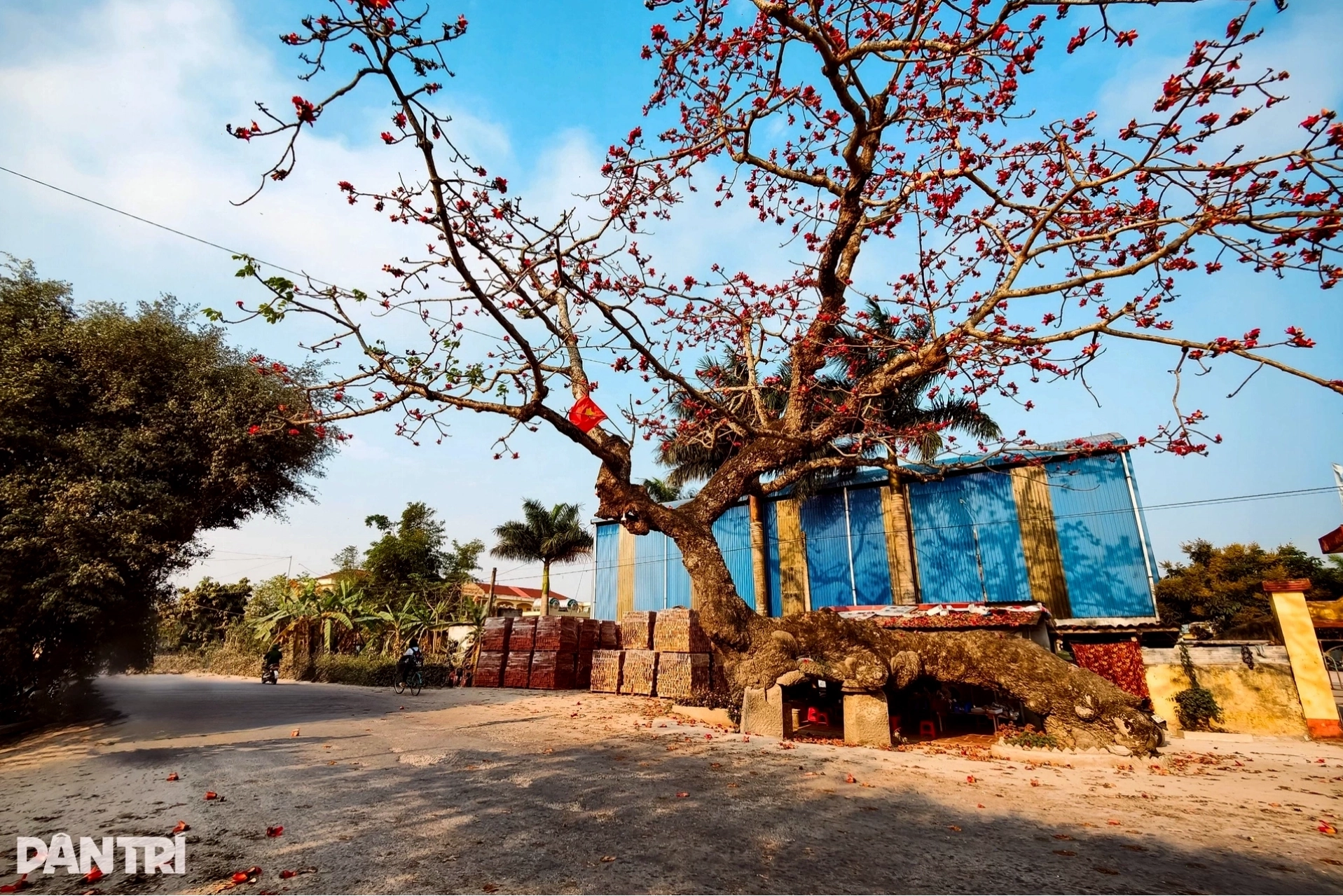 Cây gạo nở rộ vào mùa xuân