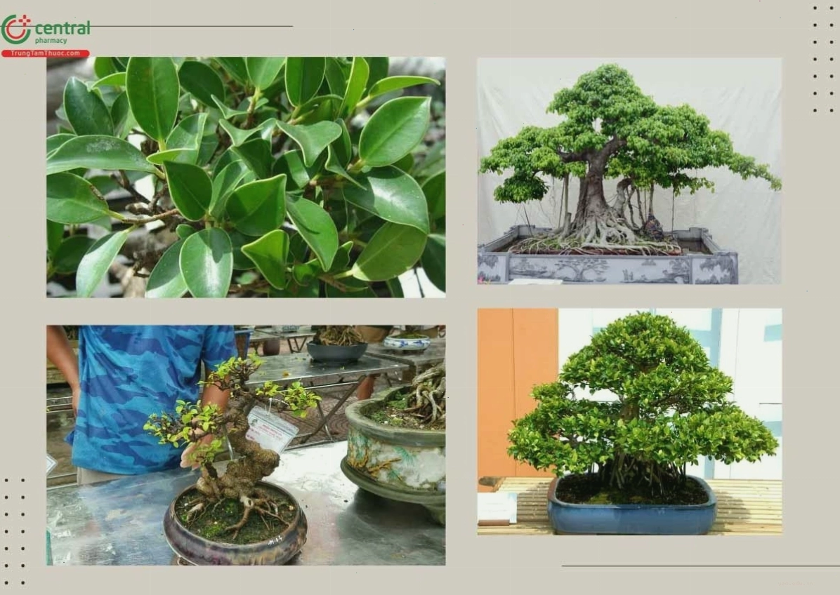 Cây Gừa (cây Si) được trồng làm cảnh hoặc lấy bóng mát trong khuôn viên