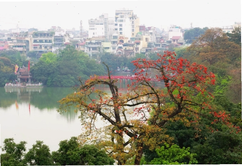 Cây hoa gạo đỏ rực rỡ nở vào tháng 3