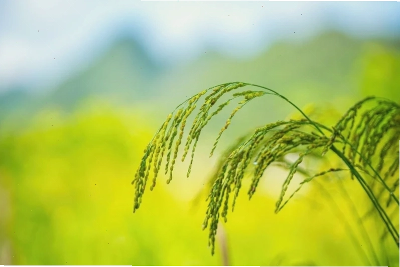Cây lúa - biểu tượng của nền nông nghiệp và sự trù phú Việt Nam