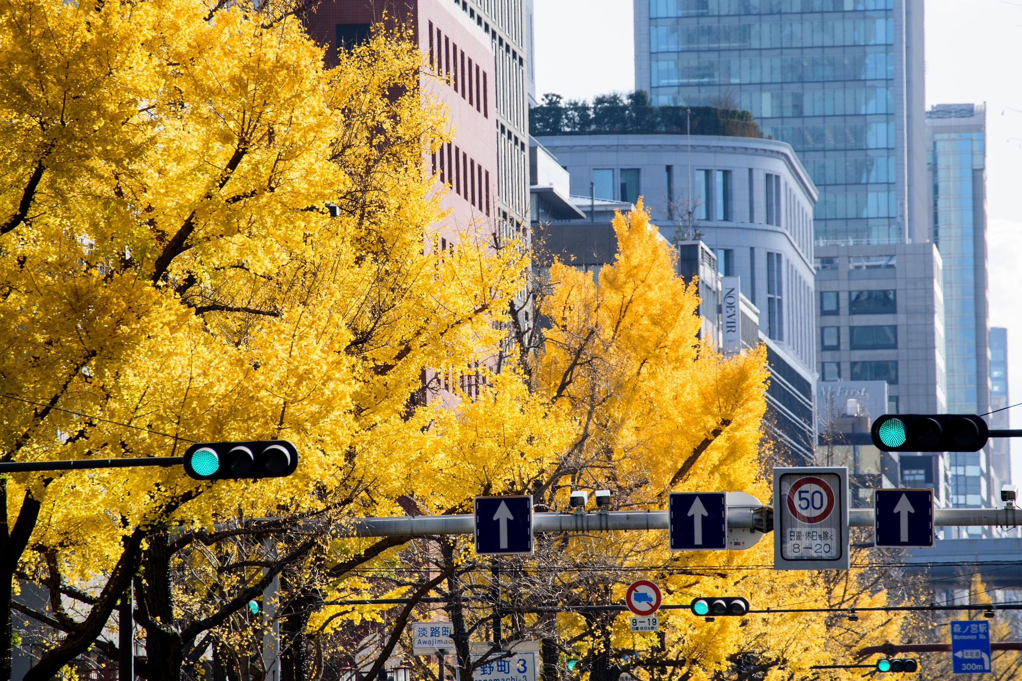 Cây Rẻ Quạt Nhật Bản Biểu Tượng Tokyo: Vẻ Đẹp Độc Đáo Và Ý Nghĩa Sâu Sắc