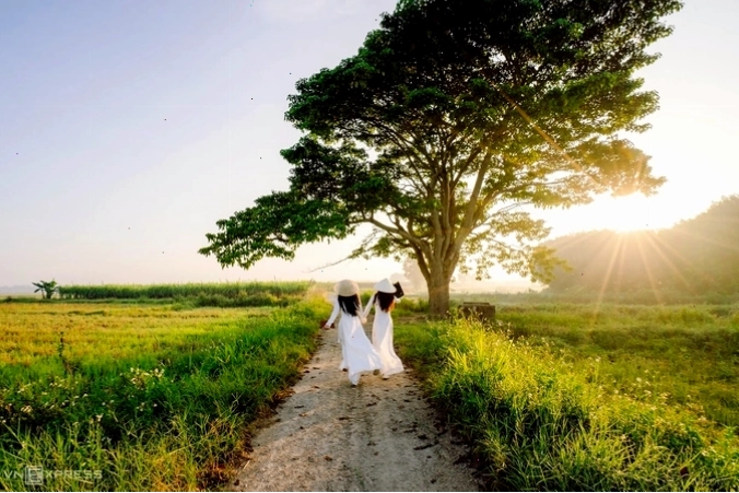 Cây thông cô đơn Đà Lạt bên hồ Suối Vàng thơ mộng