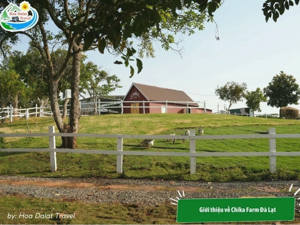 Chika Farm là nông trại có phong cách châu Âu với cảnh quan thiên nhiên thơ mộng