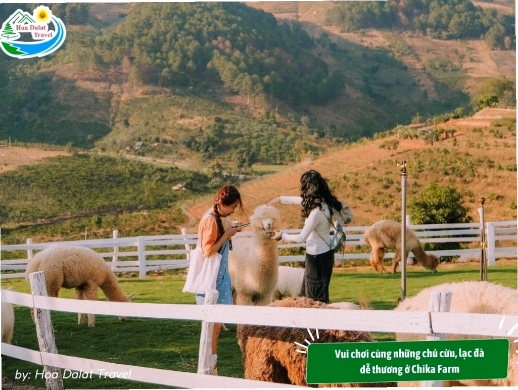 Chơi đùa cùng những chú cừu, lạc đà Alpaca thân thiện, dễ thương tại Chika Farm Đà Lạt