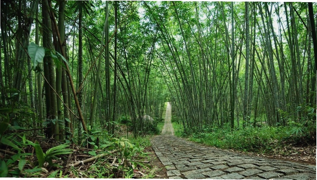 Chùa Linh Quy Pháp Ấn với không gian thanh tịnh giữa rừng thông