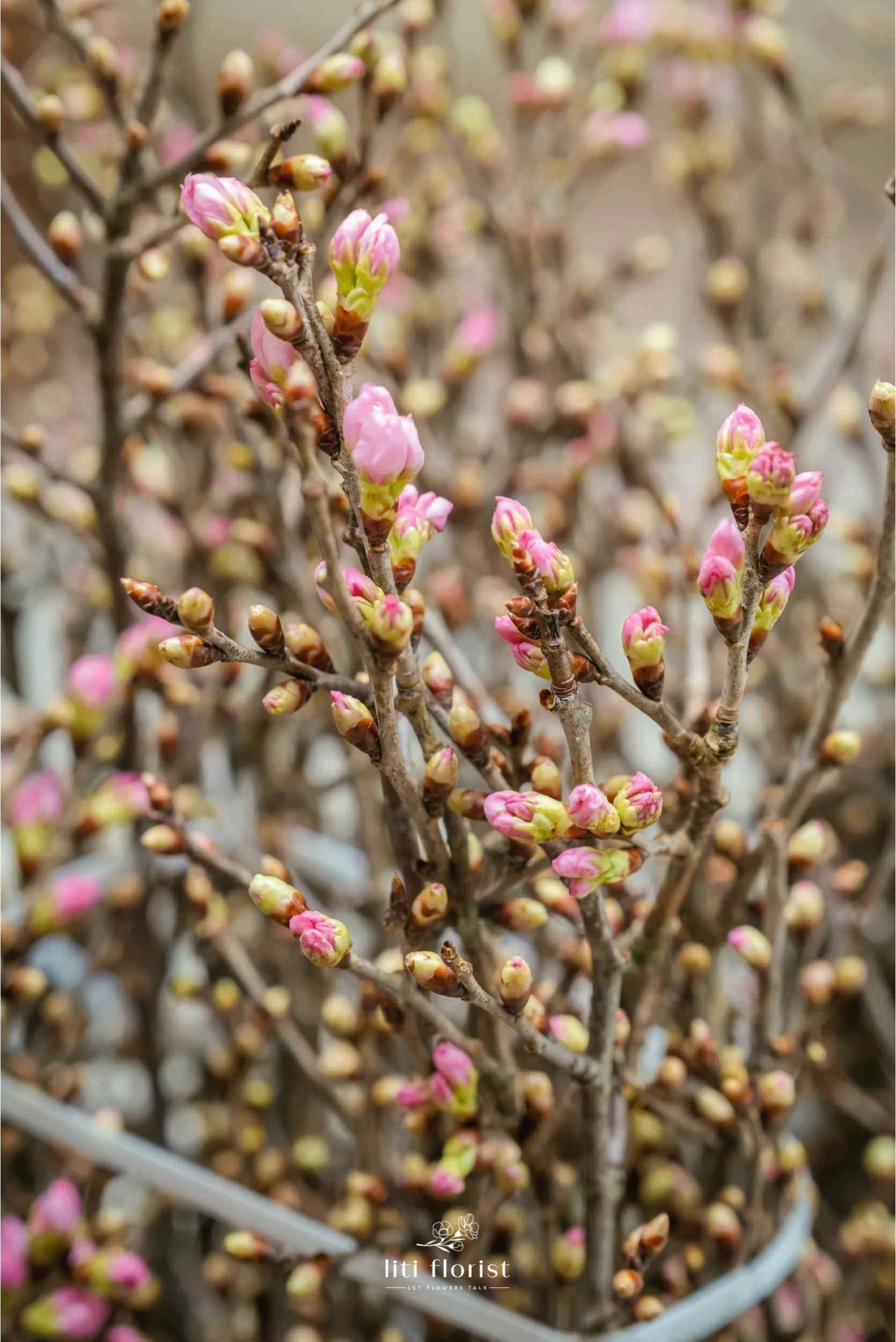 Chùm hoa anh đào sakura với nhiều nụ và hoa nở rộ