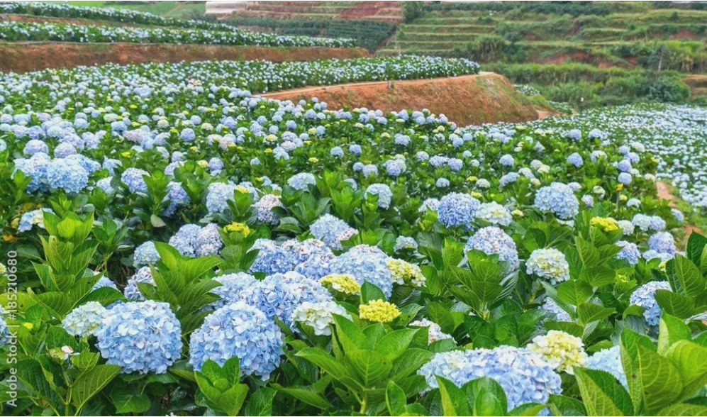 Chụp ảnh kỷ niệm tại cánh đồng hoa cẩm tú cầu
