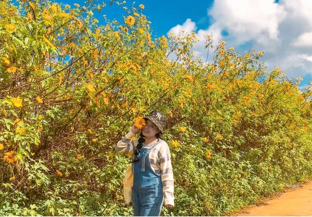 Cô gái mặc váy trắng chụp ảnh hoa dã quỳ