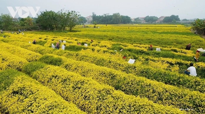Con đường làng Nghĩa Trai rực rỡ sắc hoa cúc chi