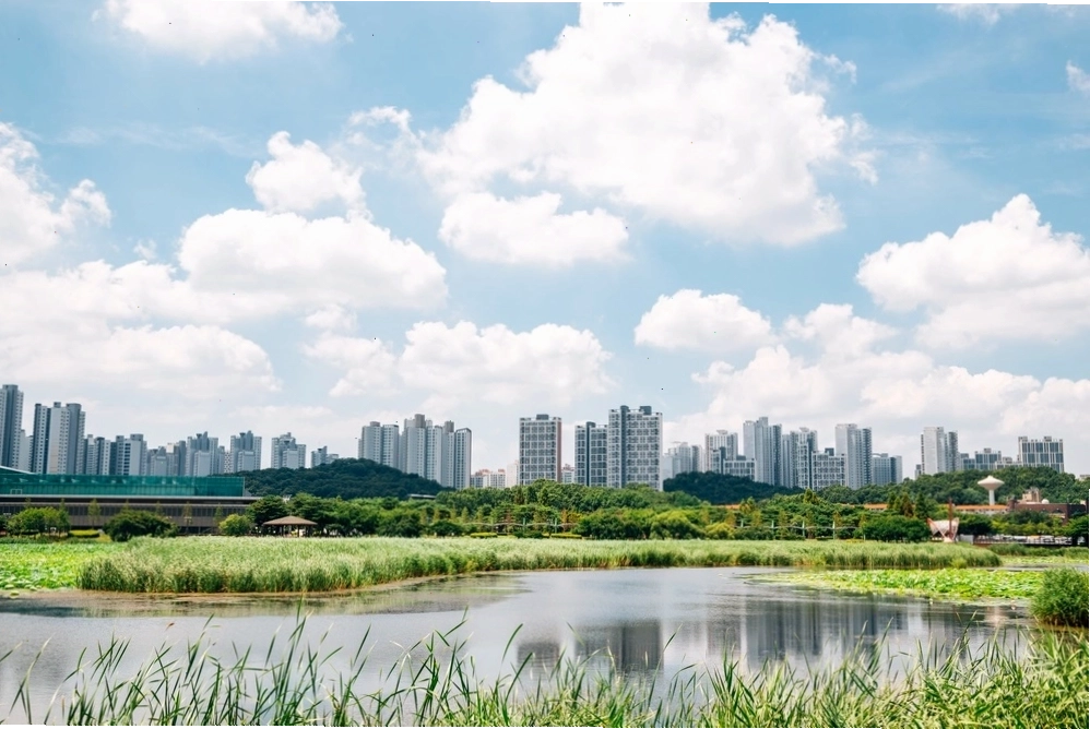 Con đường ngân hạnh Gokgyocheon rực rỡ sắc vàng mùa thu tại Asan