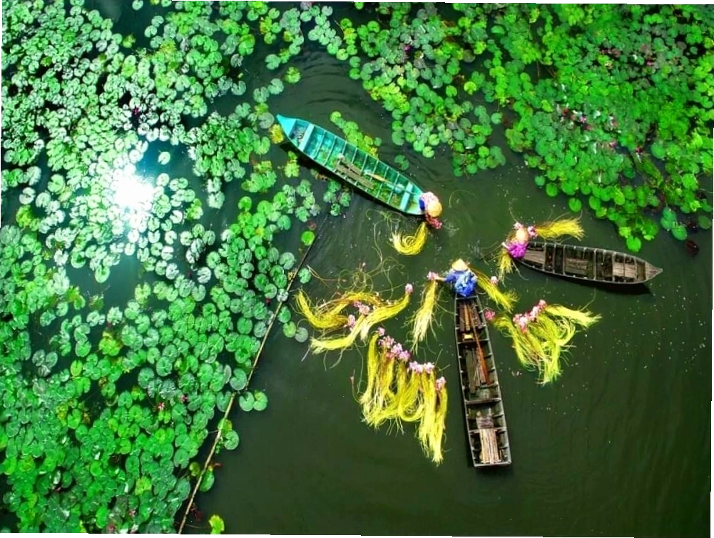 Con đường rong rêu xuyên rừng tràm tại Làng Nổi Tân Lập