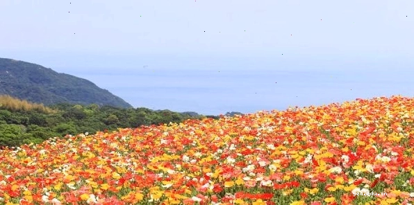 Công viên Awaji Hanasajiki rực rỡ sắc hoa