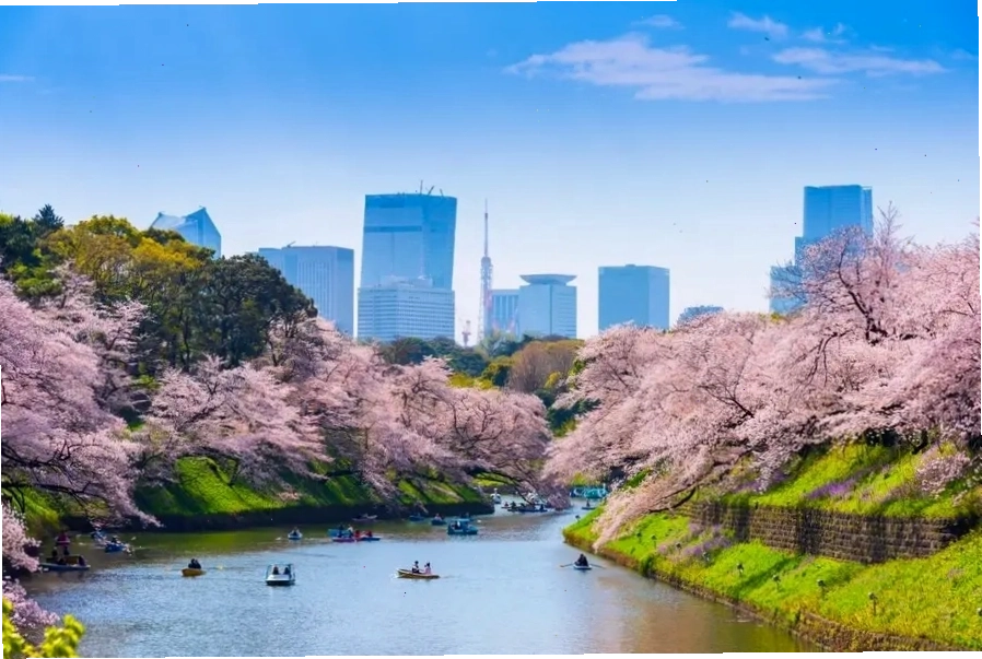 Công viên Chidorigafuchi là điểm ngắm hoa anh đào phổ biến cho du khách tại Tokyo. | Mùa hoa anh đào Nhật Bản