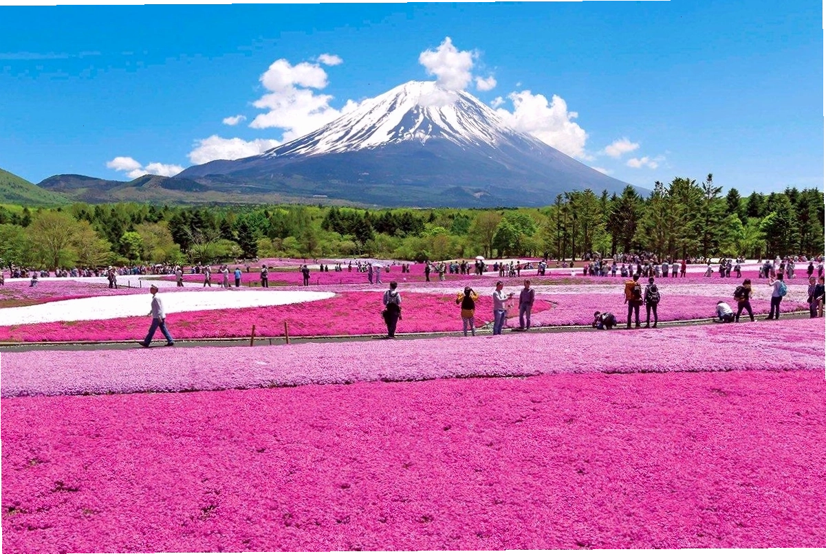Công viên Higashimokoto Shibazakura trải rộng tại Hokkaido