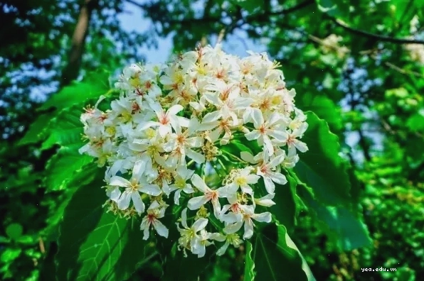 Cột cờ Lũng Cú uy nghiêm