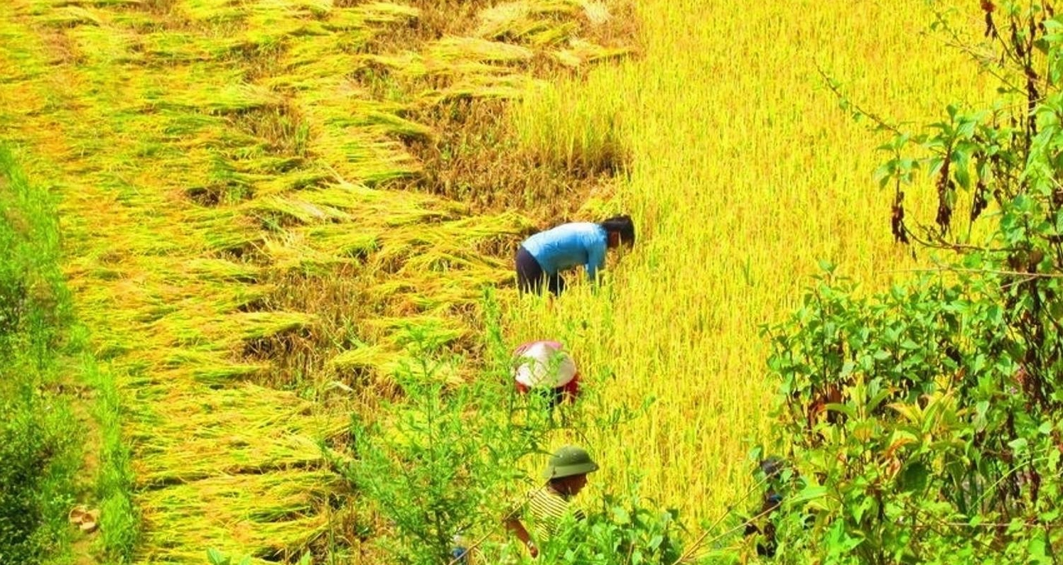Crossing Vietnam Tour reviews: Trải nghiệm chân thực từ du khách
