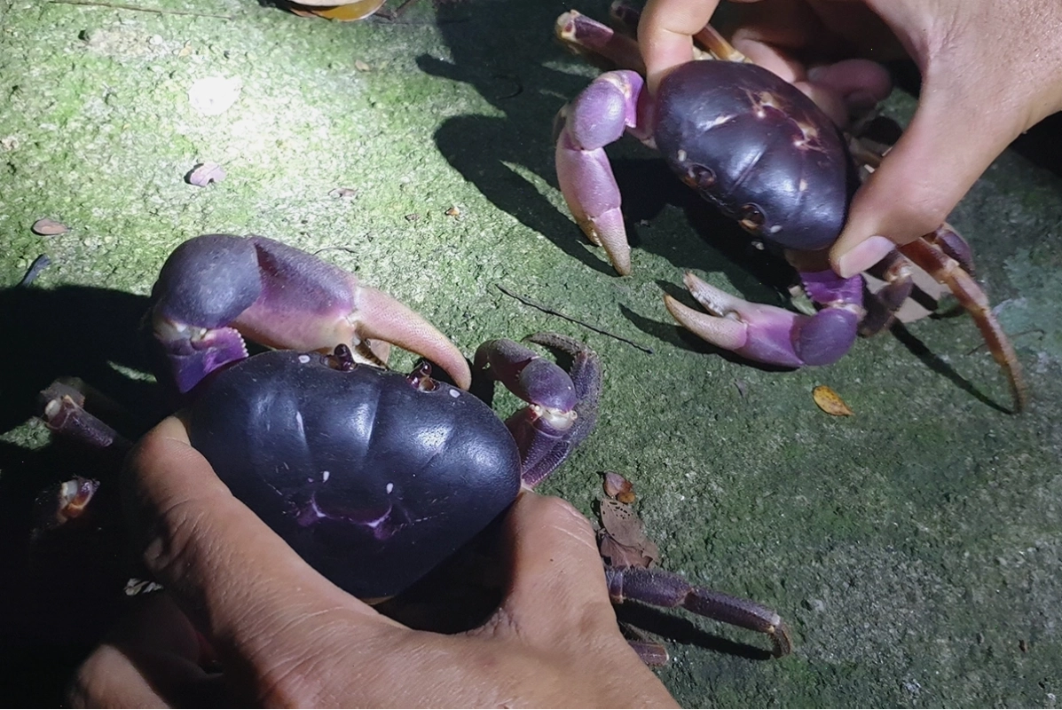 Cua đá Cù Lao Chàm được dán nhãn sinh thái, thể hiện nỗ lực bảo tồn