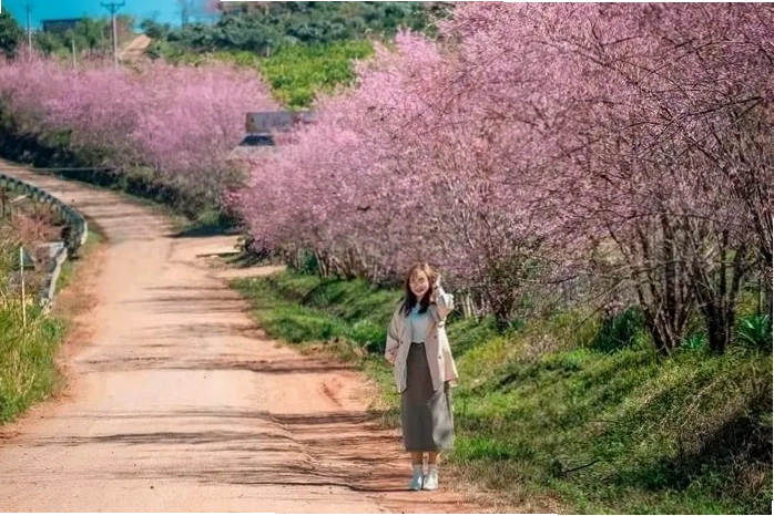 Cung đường Măng Đen rực rỡ sắc hoa đào vào dịp Tết Dương lịch