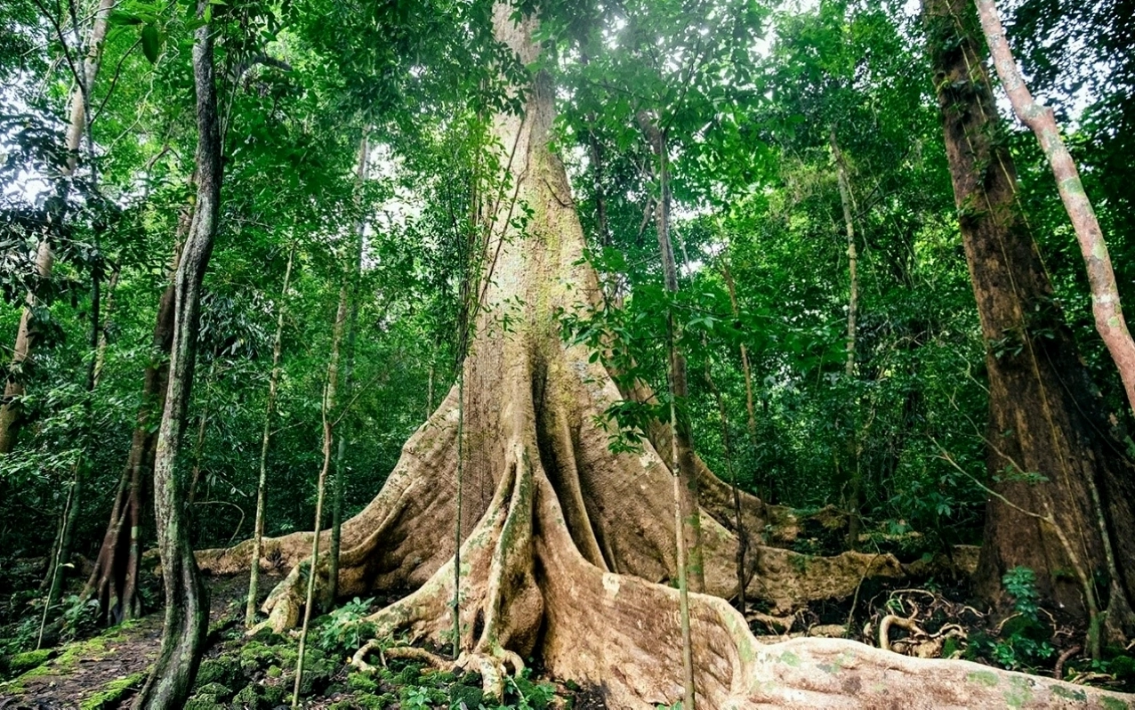 Cung đường trekking tại Vườn Quốc gia Cát Tiên