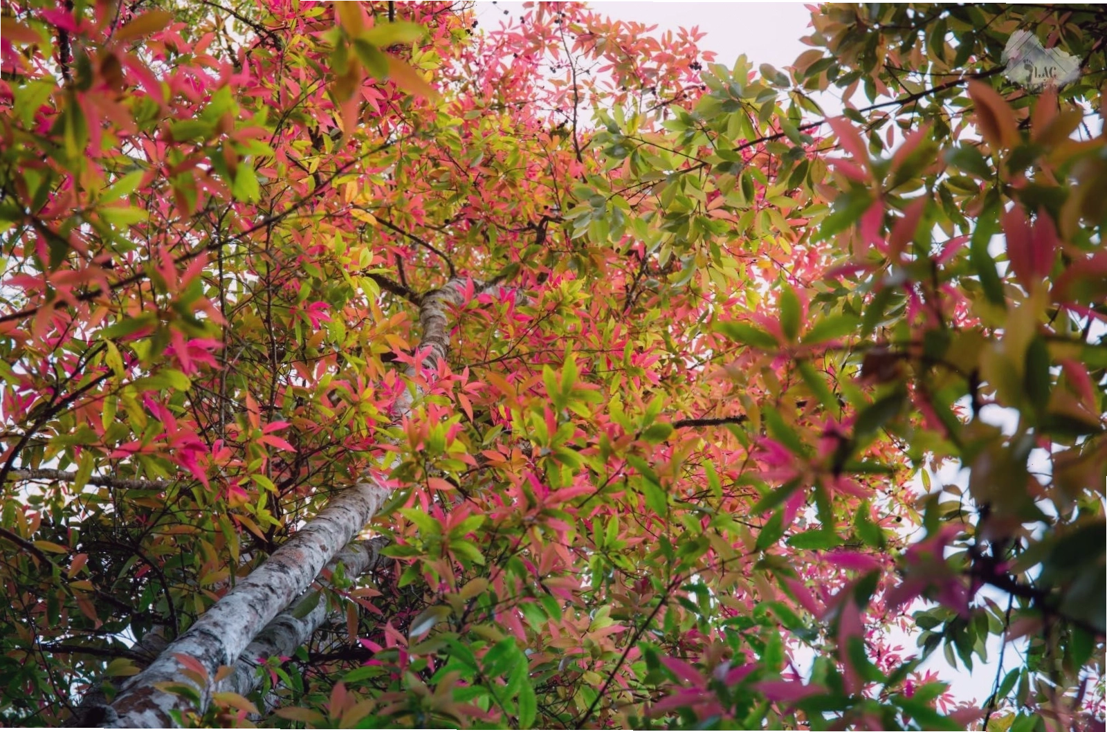 Cuộc sống người dân Dran