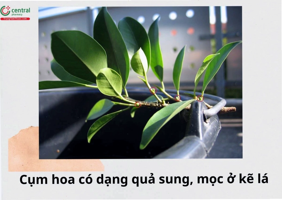 Đặc điểm cụm hoa của cây Gừa với nhiều hoa nhỏ bên trong