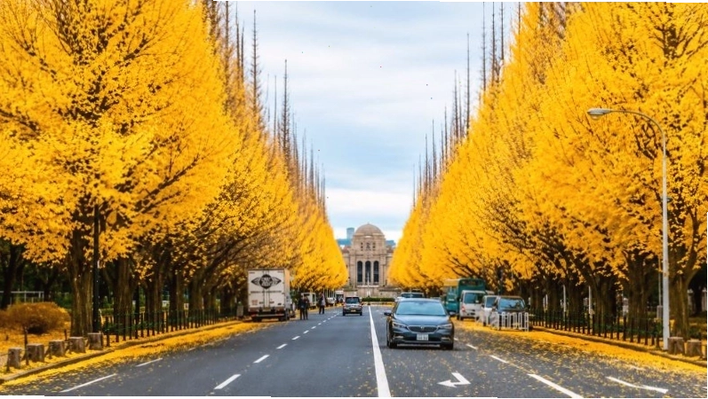 Đại lộ Meiji Jingu Gaien rực rỡ sắc vàng của hàng cây ngân hạnh