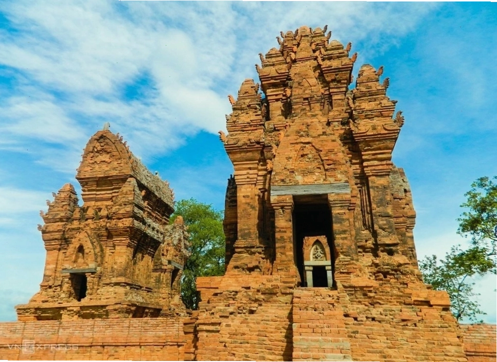 Đàn cừu trắng muốt gặm cỏ trên đồng cỏ xanh mướt tại An Hòa