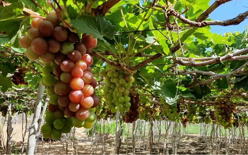 Đàn dê trên đồi cát tại Ninh Thuận