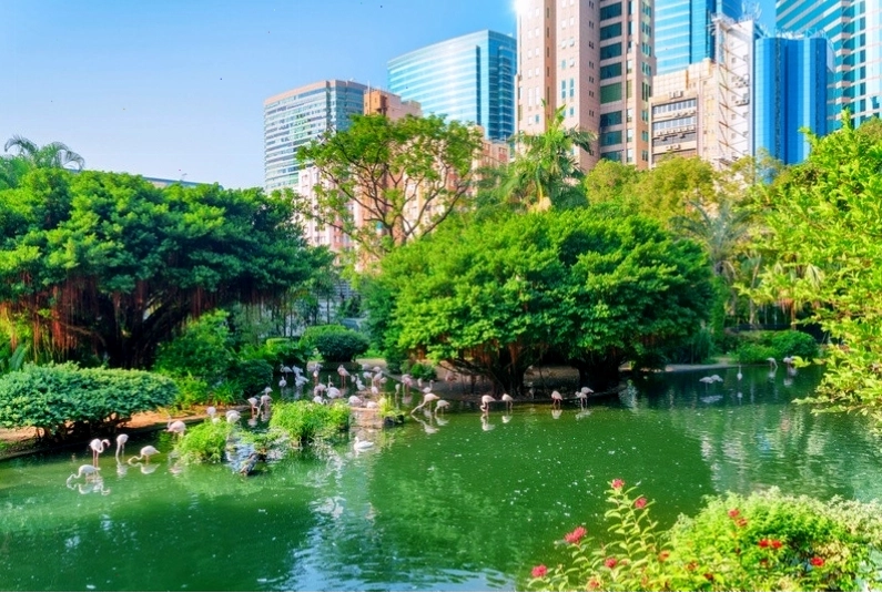 Đàn hồng hạc xinh đẹp tại công viên Cửu Long