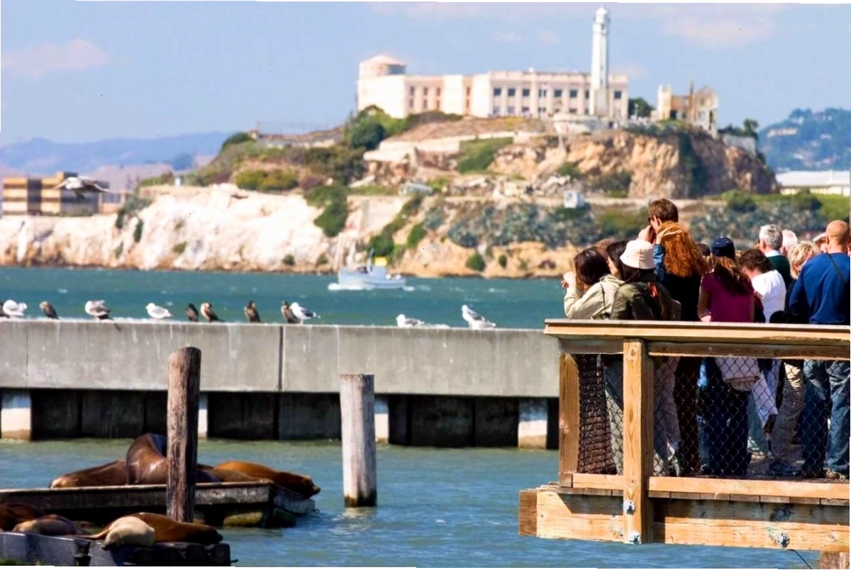 Đàn sư tử biển California tại Cảng Pier 39