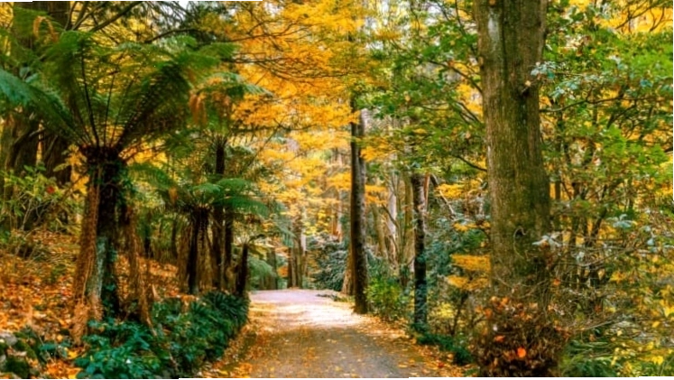 Dandenong Ranges với những cánh rừng đầy thơ mộng
