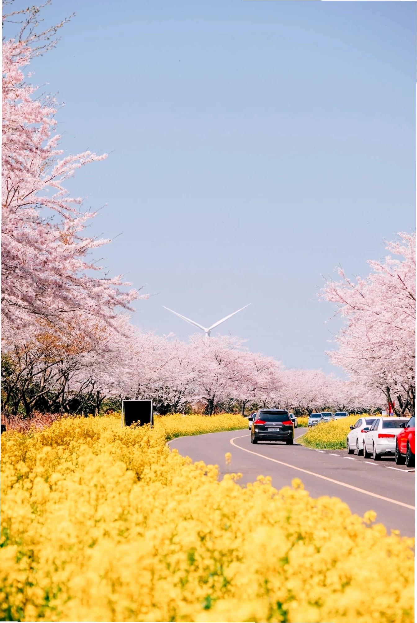 Đảo Jeju ngập tràn sắc hoa anh đào nở sớm vào mùa xuân