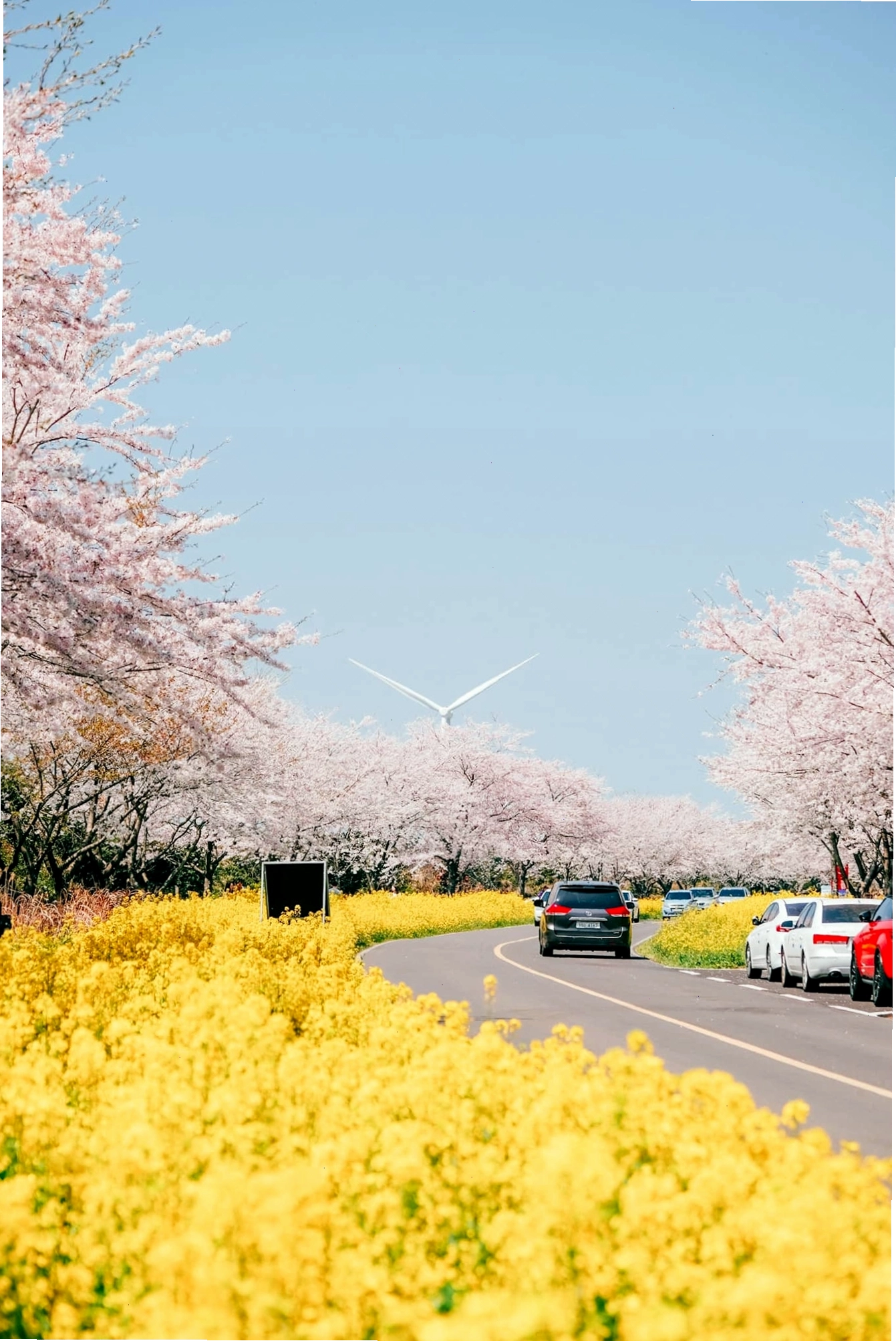 Đảo Jeju rực rỡ sắc hoa anh đào trong khung cảnh thiên nhiên tươi đẹp