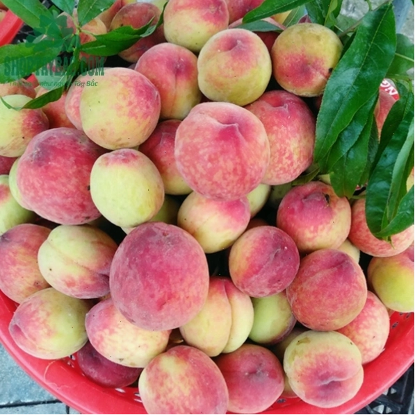 Đào Mộc Châu đúng vụ tươi ngon và hấp dẫn