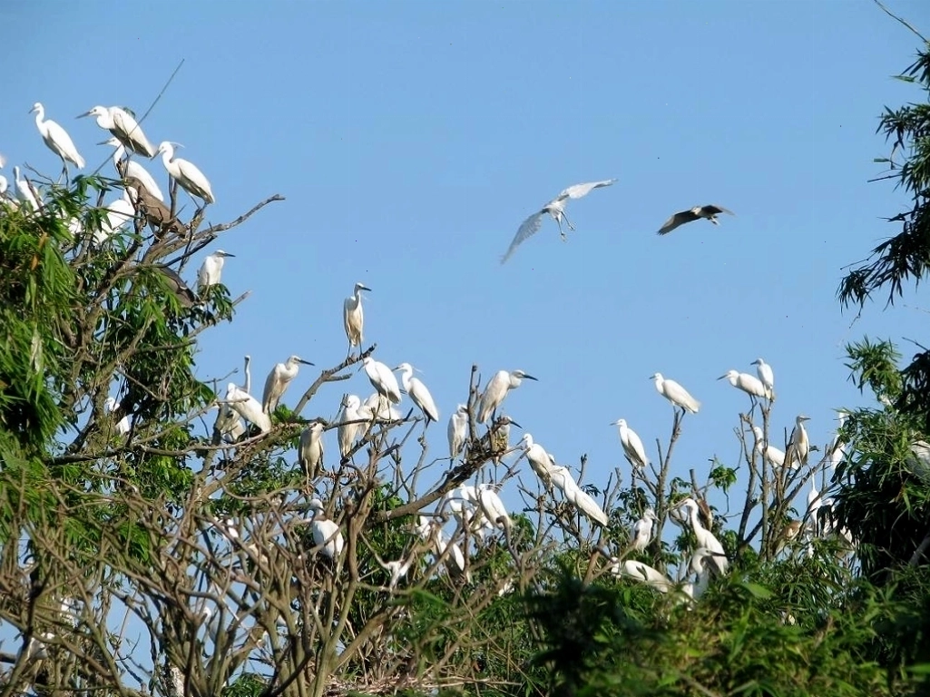 Đền thờ Chu Văn An uy nghiêm giữa núi Phượng Hoàng