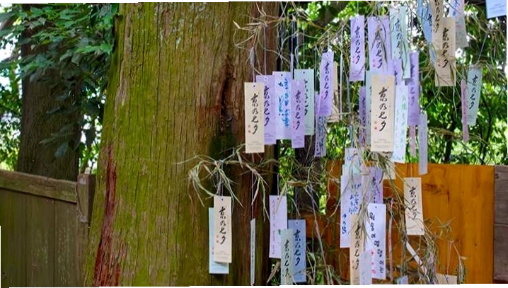 Di chuyển bằng JR Pass đến Rừng trúc Arashiyama