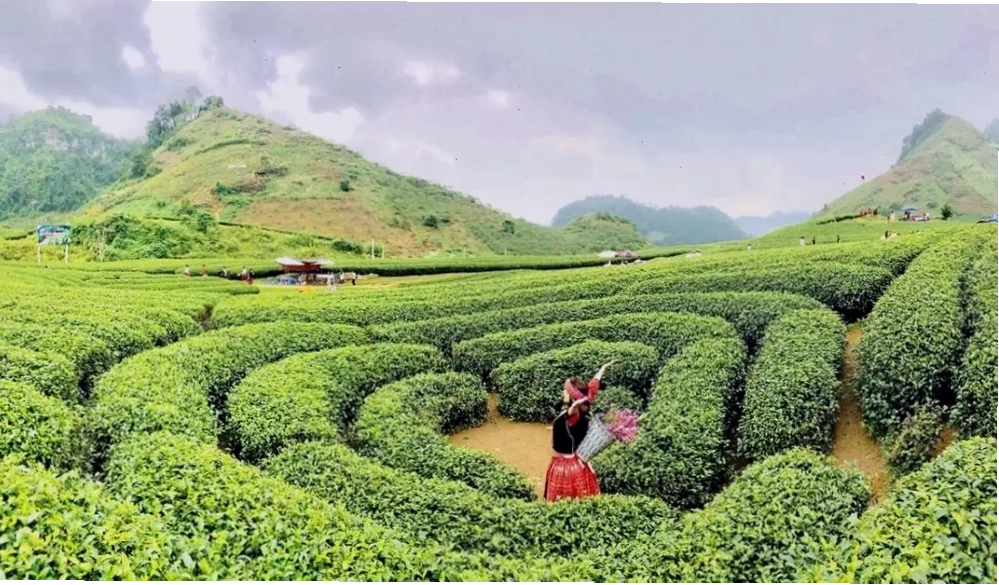 Địa điểm du lịch Mộc Châu Ba Vì