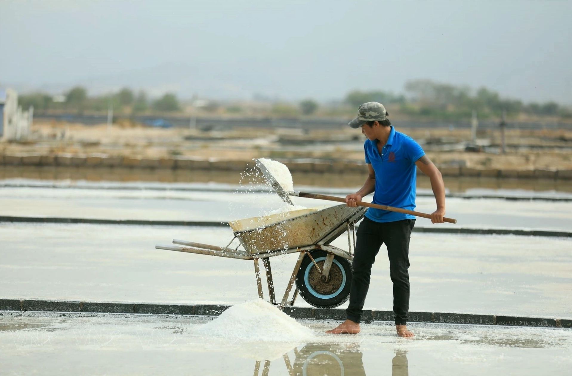Diêm dân đang cào muối trên cánh đồng Phương Cựu