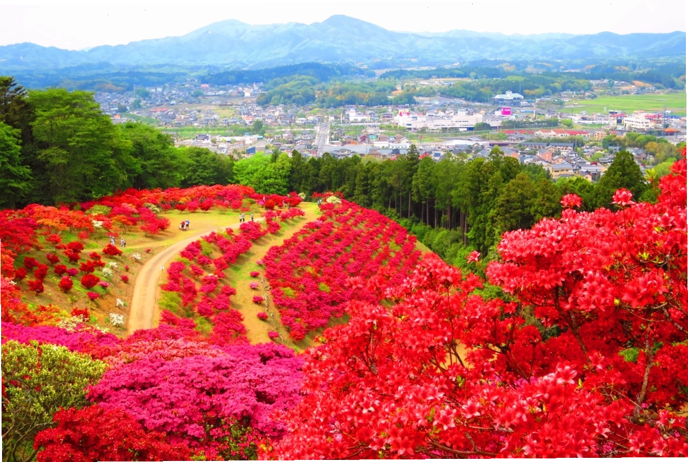 Đỏ rực cả một khoảng trời với những khóm hoa đỗ quyên nở rộ tại công viên Kasama Azalea