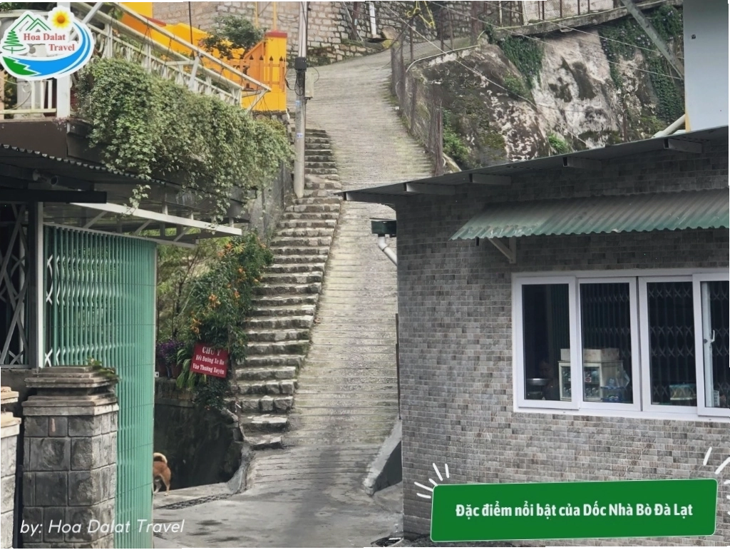 Dốc Nhà Bò Đà Lạt – Điểm check-in siêu hot không thể bỏ lỡ của giới trẻ 9