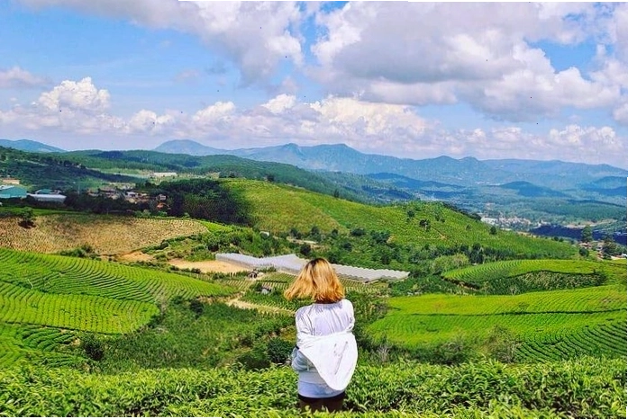 Đồi chè Cầu Đất xanh mướt trải dài