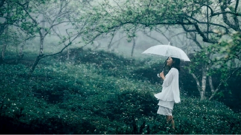 Đồi chè Mộc Châu mùa đông trong sương mù