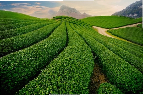 Đồi chè Mộc Châu xanh mướt